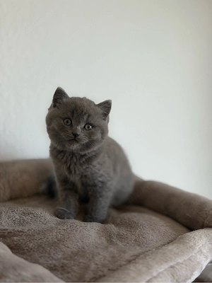BKH Kitten Süße Britisch Kurzhaar Babykatzen