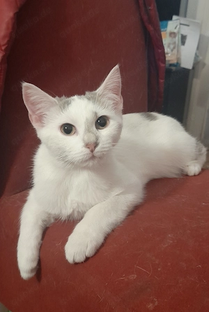 Aufgewecktes American Shorthairmixkätzchen sucht Zuhause