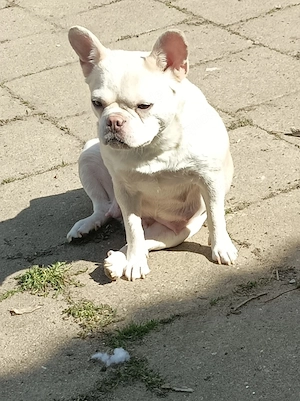 Retrobully Mädel nur in Liebhaberhände 