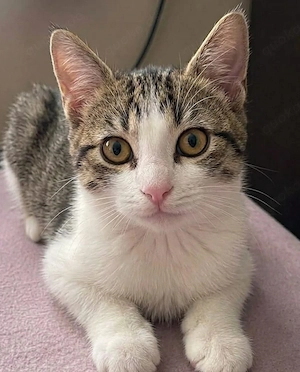 süße katze abzugeben 