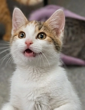 süße katze abzugeben 