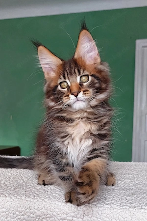 Bezaubernder, 3 Monate alter Maine-Coon-Kater sucht ein liebevolles Zuhause für immer.