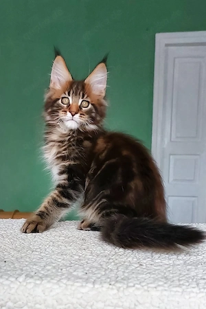 Bezaubernder, 3 Monate alter Maine-Coon-Kater sucht ein liebevolles Zuhause für immer