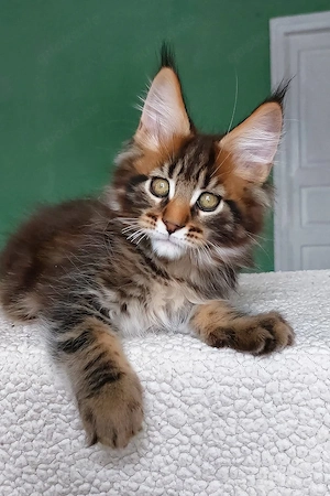 Bezaubernder, 3 Monate alter Maine-Coon-Kater sucht ein liebevolles Zuhause für immer. 
