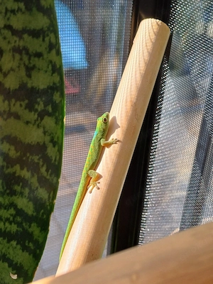 5.0 Phelsuma Pasteuri DNZ 2025 Bild 5