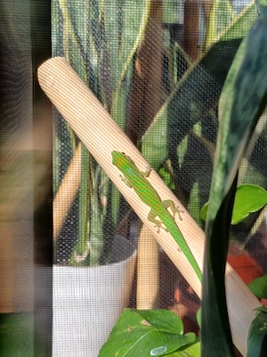 1.0 Phelsuma Pasteuri DNZ 05 2025