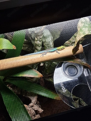 1.0 Phelsuma Klemmeri DNZ 04 2025