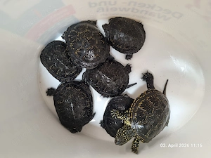 Suche Wasser- und Sumpfschildkröten 