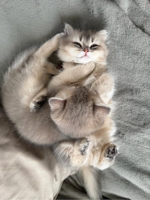 BKH  Kitten weiblich sucht ein liebevolles Zuhause Bild 7