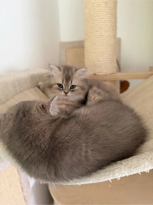 BKH  Kitten weiblich sucht ein liebevolles Zuhause Bild 6