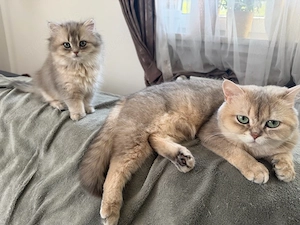 BKH  Kitten weiblich sucht ein liebevolles Zuhause Bild 5