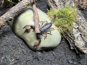 1.1 Pandinus Exitialis 