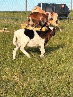 Kamerunschaf Lämmer 18276