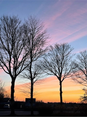 suche bartagame mit terrarium