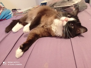 Ragdoll mit Stammbaum  Bild 4