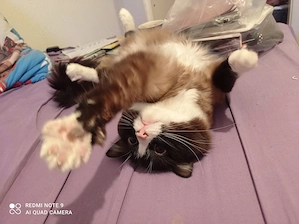 Ragdoll mit Stammbaum  Bild 2