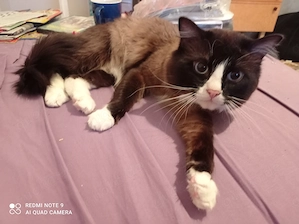 Ragdoll mit Stammbaum  Bild 5