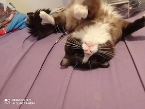 Ragdoll mit Stammbaum  Bild 3