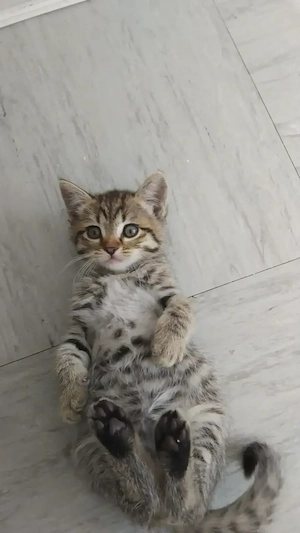 Liebevolle katze sher verspielt und neugierig