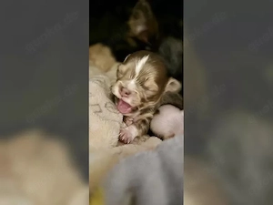 Bezaubernde Chihuahua-Welpen suchen ein liebevolles Zuhause