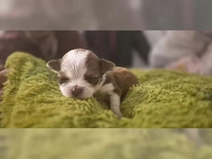 Gesunde und glückliche Chihuahua-Welpen suchen ein neues Zuhause  Unsere Welpen sind gesund, fröhlic