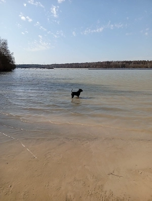 Old English Bulldog Rüde zu verkaufen 