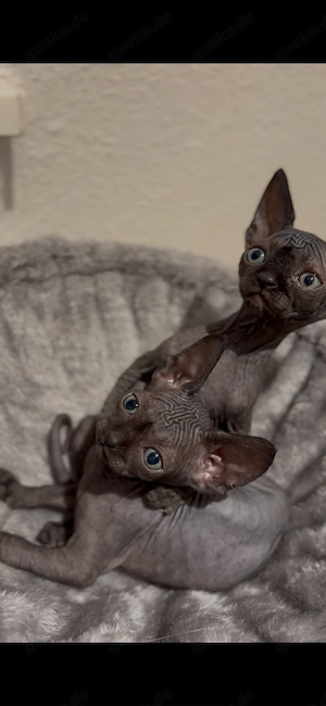 Sphynx Kitten gesund reinrassig