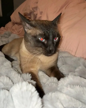 Siamkater Deckkater 150  stolberg 