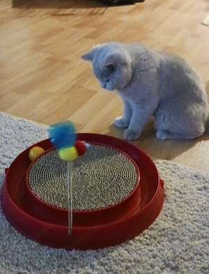 Wunderschöner 6 Monate  alter BKH- Kater mit Ahnentafel