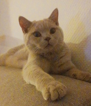 Wunderschöner BKH- Kater mit Ahnentafel (6 Monate)in der seltenen Farbe fawn 