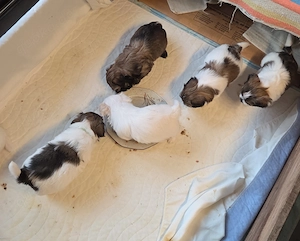 Reinrassige Havaneser-Welpen 