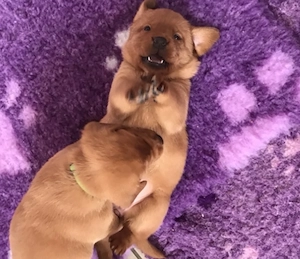 Labrador Welpen Angabe Juni