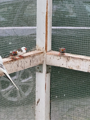 Zebrafinken aus Aussenhaltung