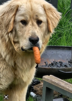  treuer, zwei jähriger Hütehund (Kangal   Golden Retriever Mix)