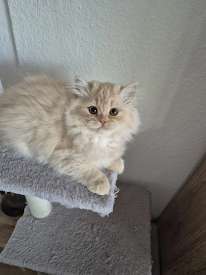 Perser Kätzchen,  Mädchen 