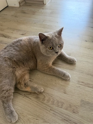 Liebevolles BKH Mutter-Tochter Duo sucht neues Zuhause