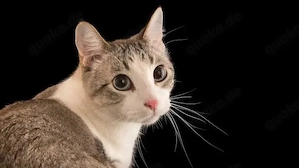 Ich suche baby Katze