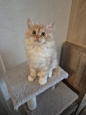 Perser Kätzchen, Junge 