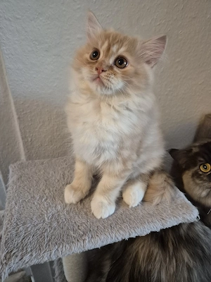 Perser Kätzchen, Junge 