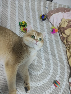 BKH Deckkater Black Golden Shell