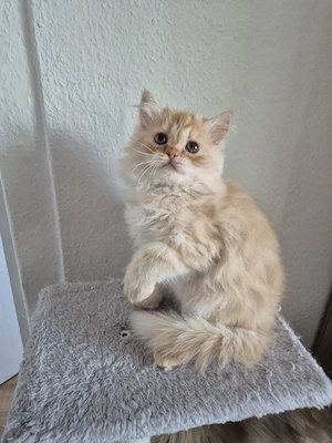 Perser Kätzchen,  Junge 