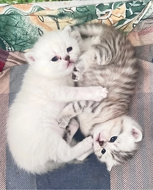 Reinrassige BKH Kitten, Kätzchen. Abgabe ab 18.06.2026