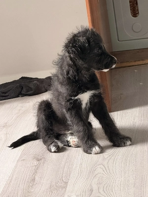 Süßer Welpe sucht ein Zuhause