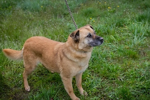 *GRETA* Die Hündin ist brav, gehorsam, sozial, leinenführig. Und sie liebt die Menschennähe