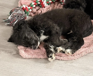 Süßer Welpe sucht ein Zuhause