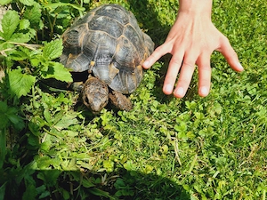 Maurische Landschildkröte, Männlich, *2000