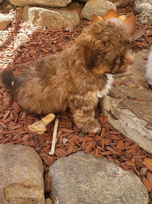 Zweite Chance gesucht! Bolonka Zwetna Rüde mit Ahnentafel 