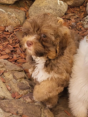 Zweite Chance gesucht! Bolonka Zwetna Rüde mit Ahnentafel 