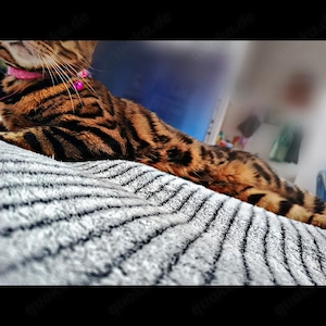 wunderschöne 5 jährige bengal Kätzchen sicht neues Zuhause 