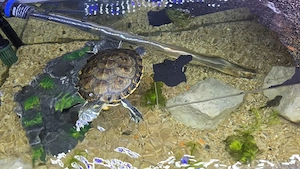 Wasserschildkröte